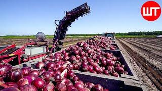 How Millions Of Onions Are Harvested & Processed  Incredible Onion Processing Factory