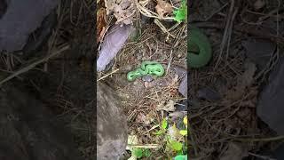 Bright Green Snake Sleeping Under Rock