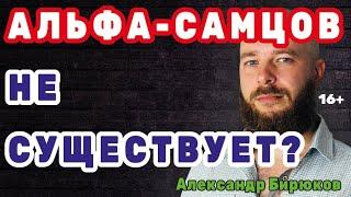 Альфа-самцов не существует? Миф об отморозках-альфачах первобытных вождях и любимцах женщин