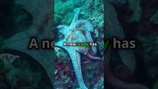 Octopus Punches Fish While Hunting  #Octopus