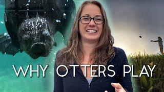 Why Do Sea Otters Play?  A Marine Biologist Explains