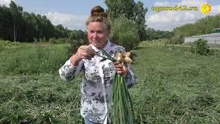 Оздоровление и омоложение лука шалота. Надежный способ Возьмите на заметку.