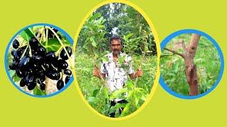 শিখে নিন জাম গাছে কলম করার নিয়ম । Easy Java plum Tree Grafting Tutorial .