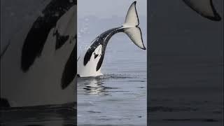 Hope you have a killer day #killerwhale #orca #wildlife