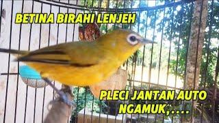 Terapi suara pleci betina sangat birahi manggil jantan bikin jantan cepat gacor