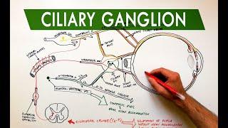 Ciliary Ganglion - Autonomic control of the eye  Anatomy Tutorial