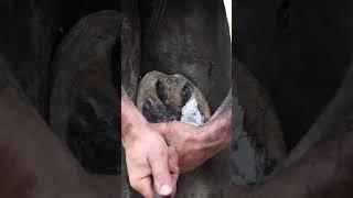 One of the DIRTIEST Hoof Ive ever Trimmed #shorts #farrier #satisfying #asmr