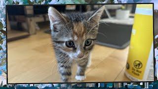 Foster Kitten Livestream S9 E19 - June 10 2024