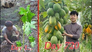 2 Year Gardening in Forest From start to harvest Papaya Go To Market Sell. 2 Year Off Grid Cabin