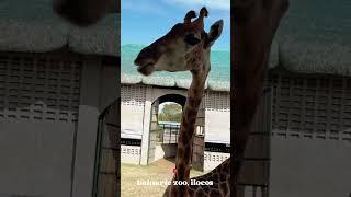 BALUARTE ZOO VIGAN DAY TRIP