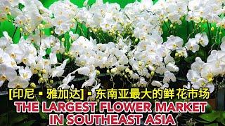 东南亚最大鲜花市场 THE LARGEST FLOWER MARKET IN SOUTHEAST ASIA