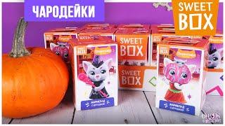 Пушистики Чародейки в Sweet Box  Котята-волшебники в Свит Бокс