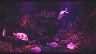 Glowing Fish - Soothing Aquarium Water Stream Noise  10 Hour Sleep Sound  Full HD