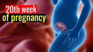 20 Weeks Pregnant Incredible Baby Development and Milestones