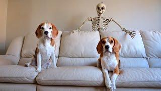 Scary Skeleton Vs Dogs  Funny Halloween Prank
