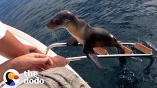 Hurt Sea Lion Asks Boaters For Help  The Dodo