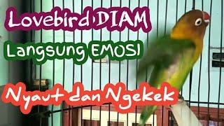 Pancingan Emosi Lovebird agar Bunyi dan Ngekek