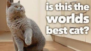British Shorthair Cat Review after 5 years  The worlds best cat? OFFICIAL VIDEO
