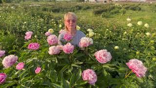 H1 number peony. Аш Уан Намбер пион. Пулков сад