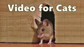 Videos for Cats  Mouse in The House  A Video for Cats to Watch Mice  8 HOURS