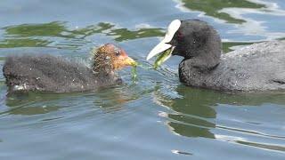 Le tenerezze di mamma Folaga.#birds #nature #rose