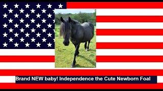 Brand NEW baby Independence the Cute Newborn Foal 