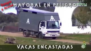 Mayoral En Peligro Vacas Encastadas. Parte 1-2.