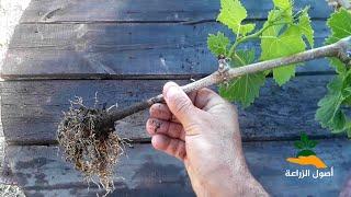 Growing grapes from cuttings at home in detail