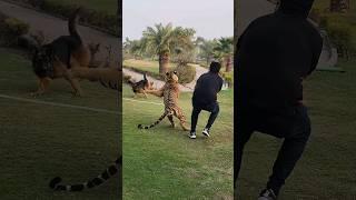 Tiger Attack on Dog  Nouman Hassan 