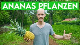 Es wird GRÜN Ich pflanze Ananas und Palmen auf meinem Grundstück in Costa Rica Episode 11