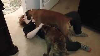 Pandora the Boxer mauls a woman Boxer dog Karma goes in for the assist