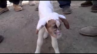 human Crossbreeding with goat
