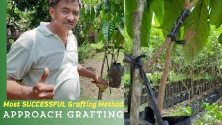 Most SUCCESSFUL Grafting Method APPROACH GRAFTING best method on RAINY SEASON