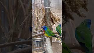 Scarlet-chested Parrot Neophema splendida in your Aviary