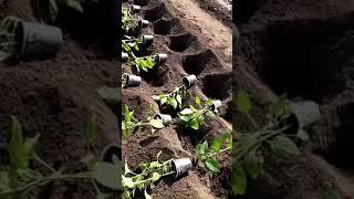 Как высаживаю рассаду перцев в грунт