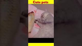 Cute pets cats and dogs #shorts #tiktok