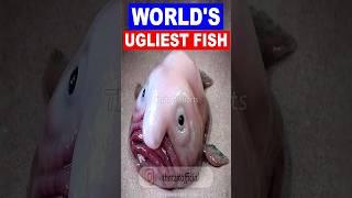 உலகின் மிக அசிங்கமான உயிரினம்  Worlds Ugliest Fish  Thatz It Channel #shorts