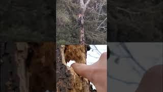 Pileated Woodpecker DESTROYS Tree #shorts