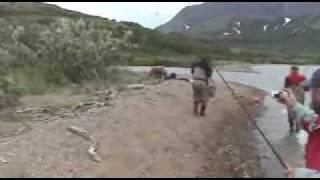 Grizzly Bear Attack