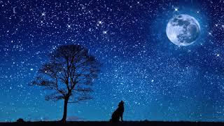 The best music for sleeping meditating relaxing   Piano and wolves sountrack #Calm night#relaxing