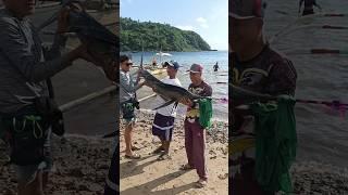 18kg Sailfish #fishing #shorts