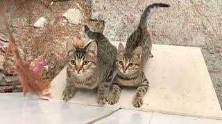 Acrobatic kittens playing climbing game lots of fun