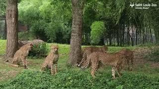 Saint Louis Zoo Cheetah Cubs at 10 Months Old