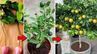 පිරිලා ගෙඩි හැදෙන කුඩා දෙහි ගසක් බදුන්ගතව සාදා ගන්න මෙසේ සකසා ගන්න  lime farming  lemon farming.