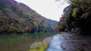 Autumn Rainy Day Walk in Arashiyama Kyoto Japan  4K ASMR  Binaural Rain Ambience Sounds