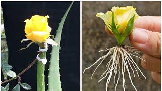 Grafting Rose Flower bud in Aloe vera  Yellow Rose propagate from flower bud