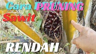 CARA PRUNING SAWIT RENDAH