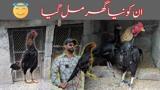 Finally New Ghar Mein Shift Kar diya  Aseel Murga  Fancy Chickens  Pets Vlog