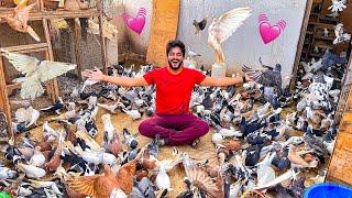 5000 KABOOTAR Kay Sath   Pigeons World  Village Life