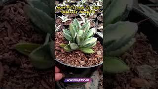 Rare Agave Potatorum CV  Cubic Mediopicta Variegated